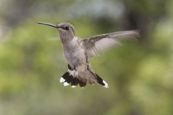 Creation of Hummingbird in the Poppy Field: Step 1